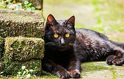 《不羁联盟》执行制作人回应游戏登陆Steam：首发没有